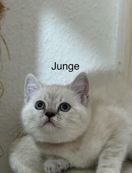 .	Letztes British Shorthair Mädchen wartet auf ihr Zuhause - Winnweiler