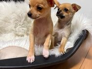 ABGABEBEREIT Chihuahua Welpen reinrassig - Buseck