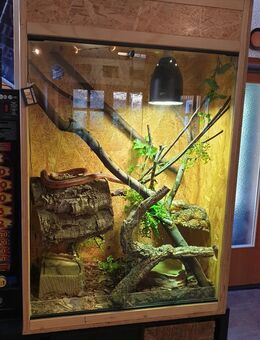 Kornnatter und Terrarium zu verkaufen - Siegen (Universitätsstadt)
