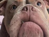 Englische Bulldogge - Aachen