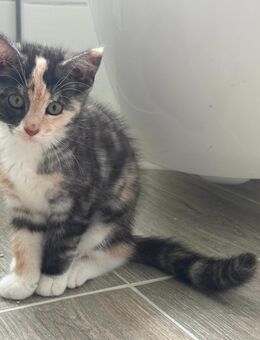 Kitten suchen neues zu Hause - Delmenhorst