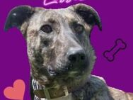 LESSIE2 soll ein besseres Leben haben - Gefrees