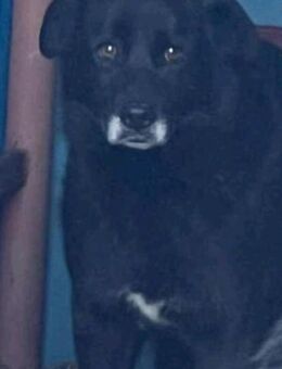 Ängstliche LUCY sucht geduldiges Zuhause - Neuberg