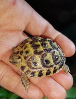 Steppenschildkröten, Weibchen, Nachzuchten - Wittichenau