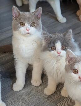 Britisch Kurzhaar und Langhaar Jungs suchen noch ein neues Zuhause - Dassel