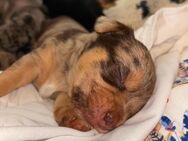 Chihuahua Mix Welpen - Schöningen