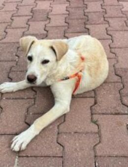 Baran möchte Ihre Familie bereichern? - Neuss