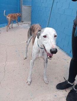 Lion, Galgotraum - Haar