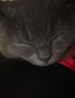 Wunderschöner Kater sucht ein neues zu Hause - Northeim Zentrum