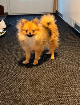Pomerania mini Spitz sucht Familie - Rottenburg (Neckar)