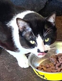 VIER -hübsche Katzen in Not -Einzelverm. - Kempen