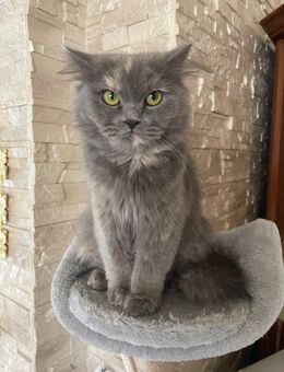 Britisch Langhaar Kitten - Emsdetten