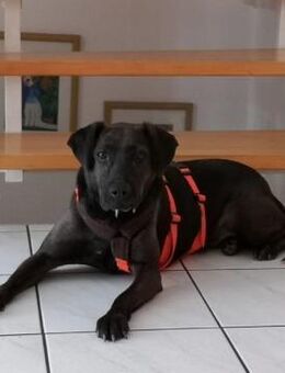 Notfall Nessi sucht ein ruhiges Zuhause - Dortmund