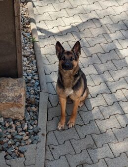 Schäferhündin 3 Jahre - Lengenfeld