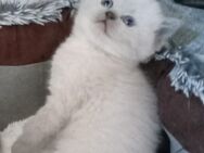 Reinrassige BKH Kitten - Brakel