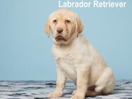 Verspielte Labrador Retriever-Hündin, geboren am 05.03.2024, zu verkaufen! - Berlin