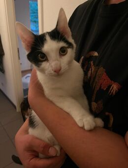 Katzenkinder suchen liebevolles zu Hause! - Lüneburg