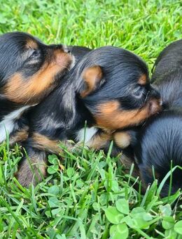 Yorkshire terrier - Schöngeising