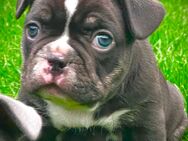 Französische Bulldogge Rüde choco - Kassel