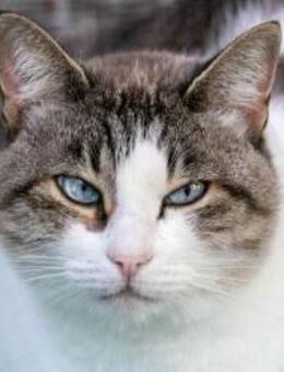 Kater Nano - gerne als Einzelkatze - Bochum