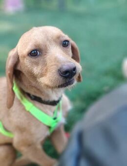 Geppina 🧡🧡🧡 sucht Familienanschluss - Herxheim (Landau)