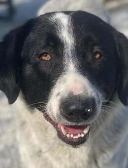 Kniffel, geb. ca. 03/2021, Griechenland - Markdorf