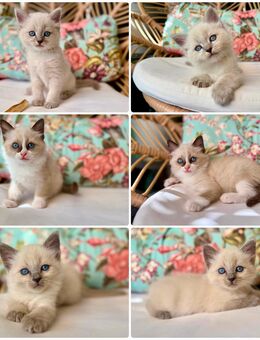 Edelmix Ragdoll/Heilige Birma Kitten - Ingolstadt