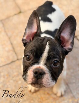 Französische Bulldoggen Welpen - Ostrau