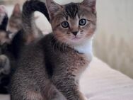 Suche eine liebevolle Familie - Berlin