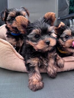 Mini Yorkshire Terrier Welpen - Falkensee