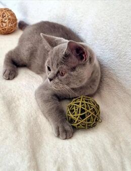 Reinrassige BKH Kitte in Blue Lilac kleine Bärchen .Auszugsbereit. - Worms