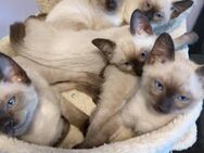 Reinrassige Siam kitten - Fürth