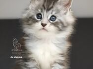 Zuckersüßes Maine Coon Kitten mit Stammbaum - Laupheim Zentrum