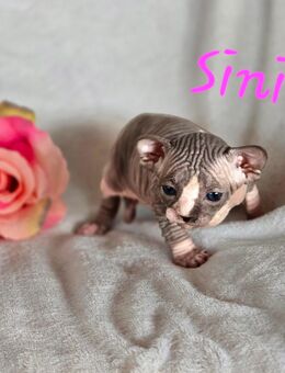 Kanadische-Sphynx Kitten (reinrassig) - Birkenfeld (Rheinland-Pfalz)