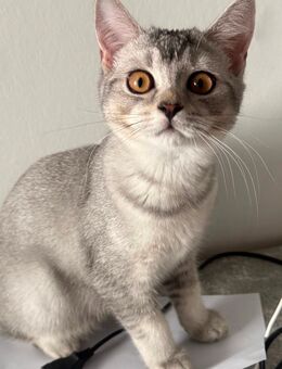 4 BKH-Kitten suchen liebevolles Zuhause - Hamburg Eimsbüttel