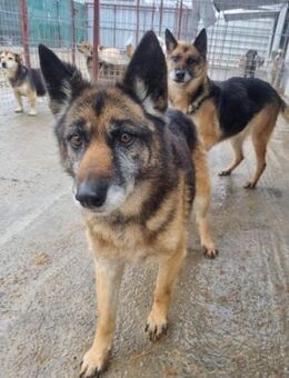 Hündin A285 sucht endlich ein Zuhause! - Neuberg