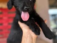 Blackbeauty ♥Zana♥ zuckersüße Welpin - Hamburg