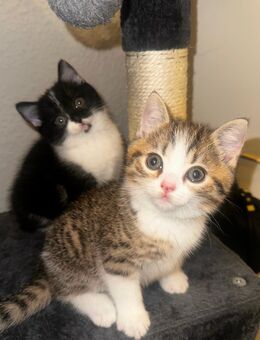 BKH tabby mix kitten - Gelsenkirchen Schalke