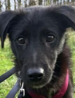 CHICO-wunderschöner Jung-Rüde, 38cm(w) - Rösrath