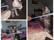 1 Maine Coon Mix Kater sucht einen neuen Dosenöffner - Leutkirch (Allgäu)