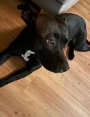 Aktive & verschmuste Hündin Bella - 3 J. sucht Zuhause in 36325