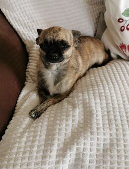 kastrierter Chihuahua Rüde abzugeben - Leun
