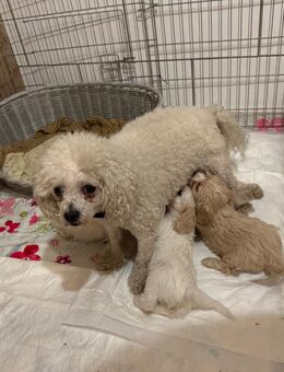 Bichon Frisé Mix Welpen - Süpplingenburg
