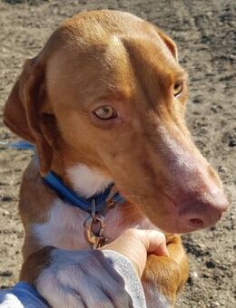 Hanoi hatte so schrecklichen Hunger - Laatzen