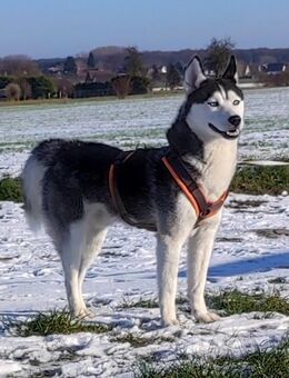 Husky zu verkaufen. - Welver