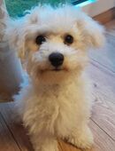 Bichon Frisé Weibchen Welpe 13 Wochen alt in 16515