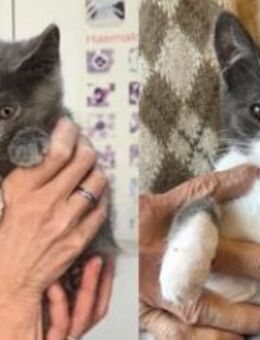 Zuckersüße Schmusekitten suchen dich - Esslingen (Neckar)