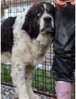 Dschinn - dringend PS o. Zuh. ges. - Oberwies