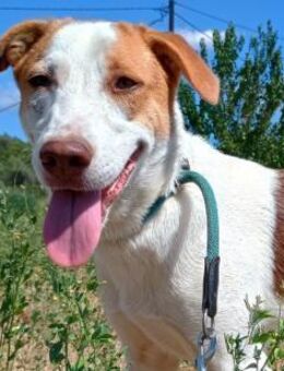 DORIA - menschenbezogen und schüchtern - Aerzen