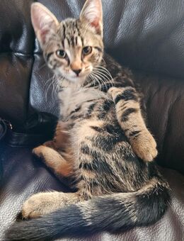 Kleiner Kater sucht neues Zuhause - Duisburg